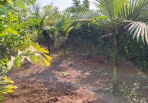 1 Acre Commercial Gardens For Sale In Bombo At 55m Shillings