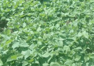 Private Mailo Land For Sale In Nakitoma Nakasongola