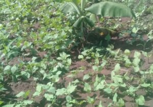 1 Square Miles – 658.82 Acres Private Mailo Land For Sale In Nakitoma Nakasongola 12.5m Per Acre